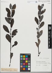 Foto von Salix glabra Scop. x Salix nigricans Sm.